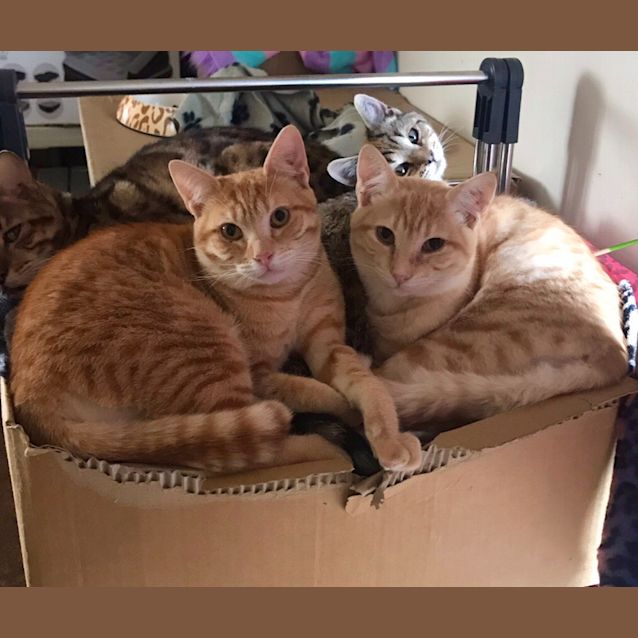 Photo of Jambalam And Pambalam