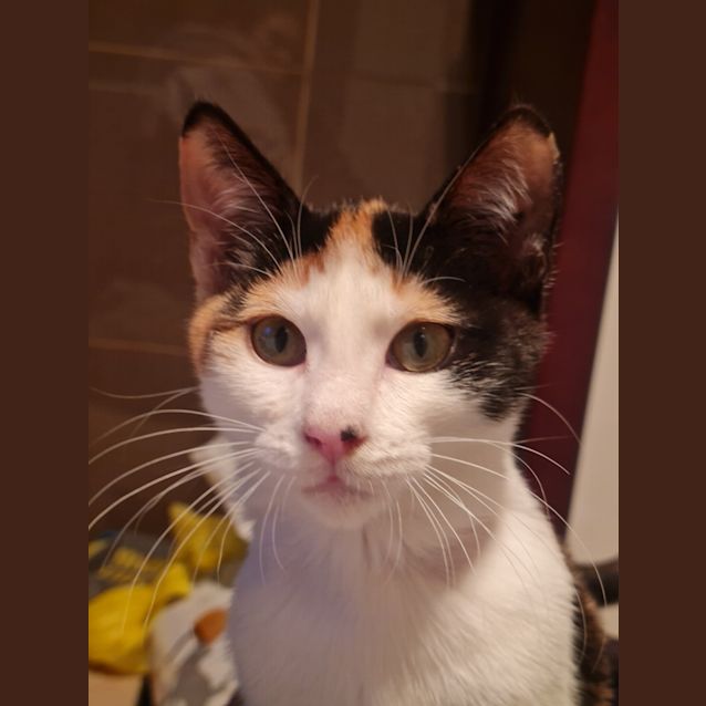 Photo of Tinkerbelle 