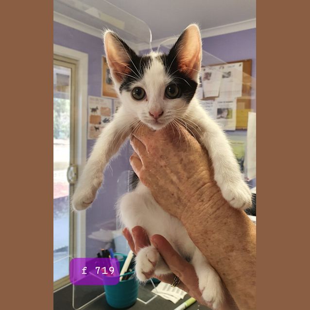 Photo of Sprinkles