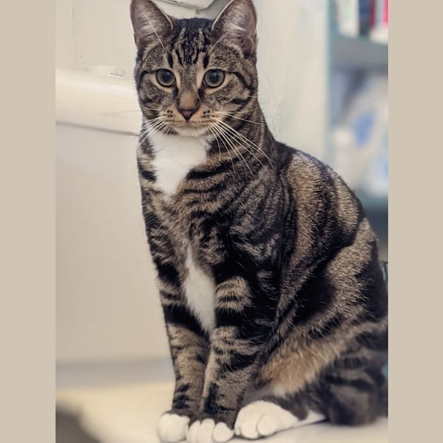 Photo of Tabby (Bonded With Victory)