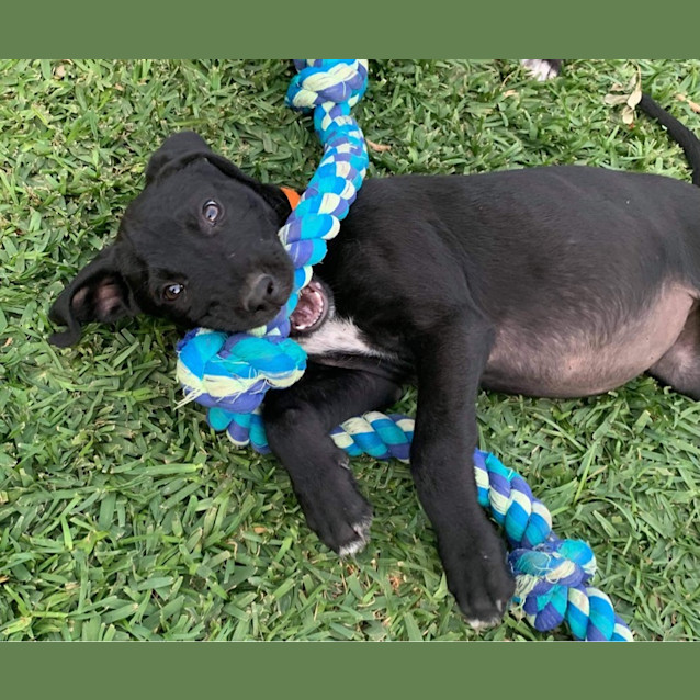 Photo of Pepper
