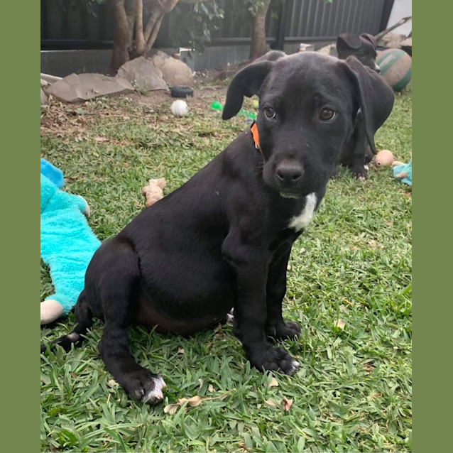 Photo of Pepper