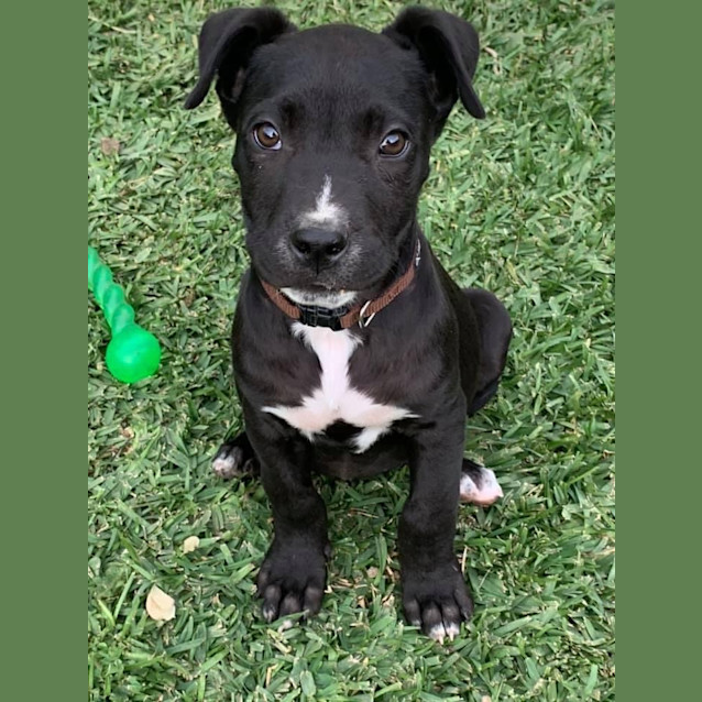 Photo of Rambo