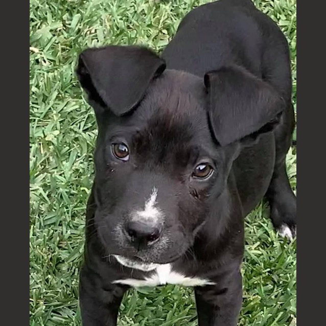 Photo of Rambo