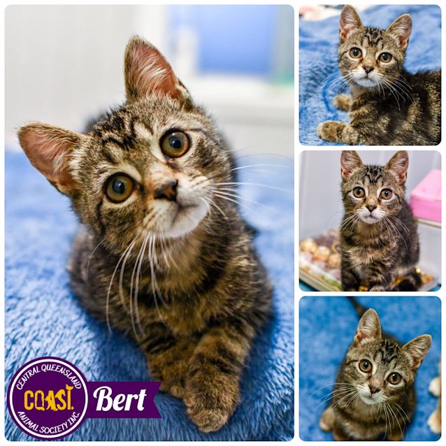 Photo of Bert