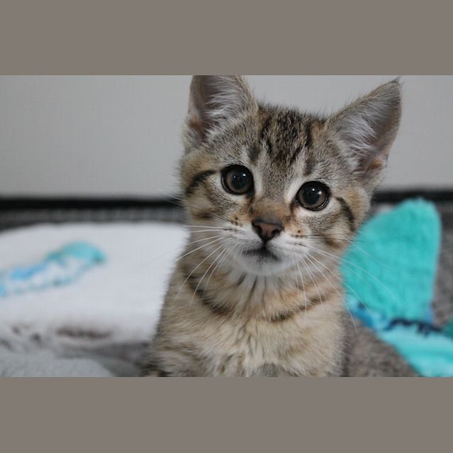Photo of Aari