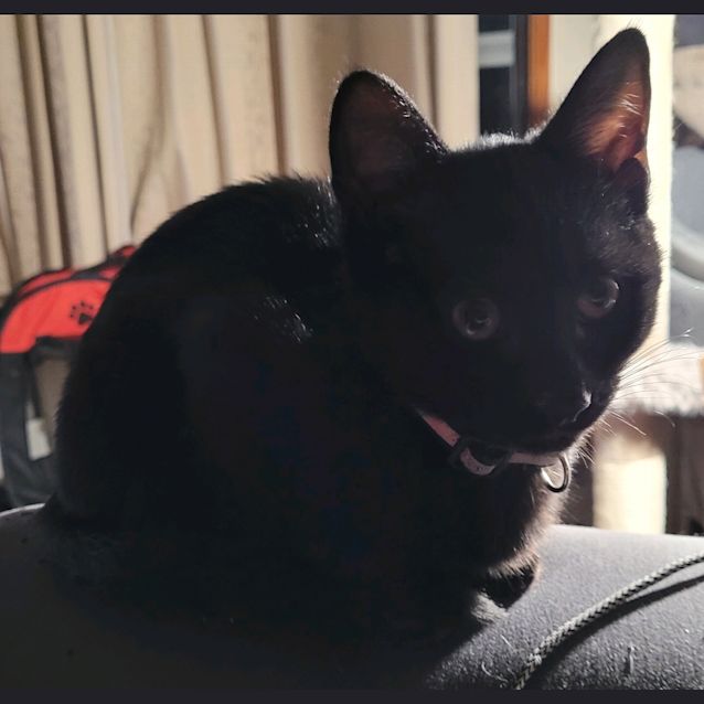 Photo of Gremlin 