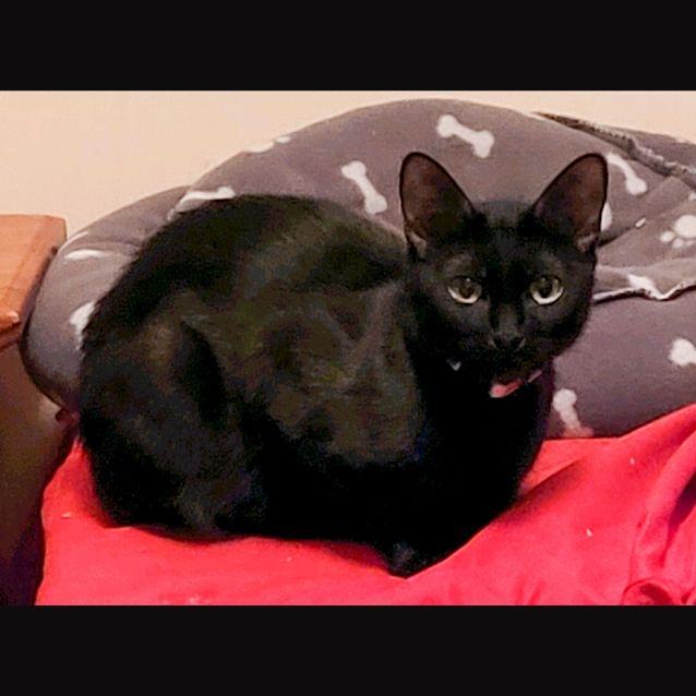 Photo of Ophelia 