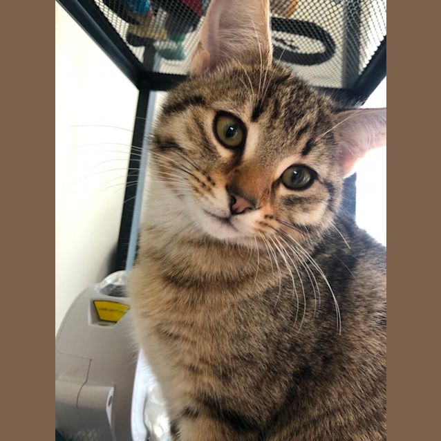 Photo of Finn   Located In St Kilda East