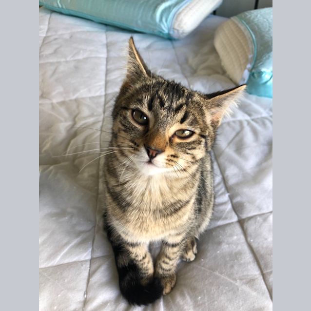 Photo of Clover   Located In St Kilda East
