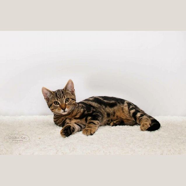 Photo of Atticus