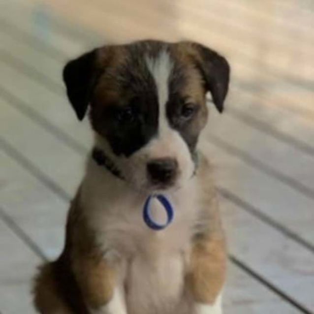 Photo of Owen