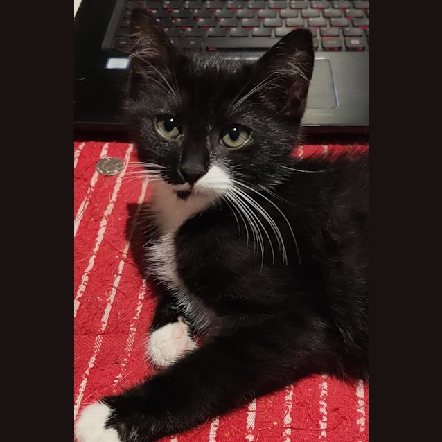 Photo of Sylvester