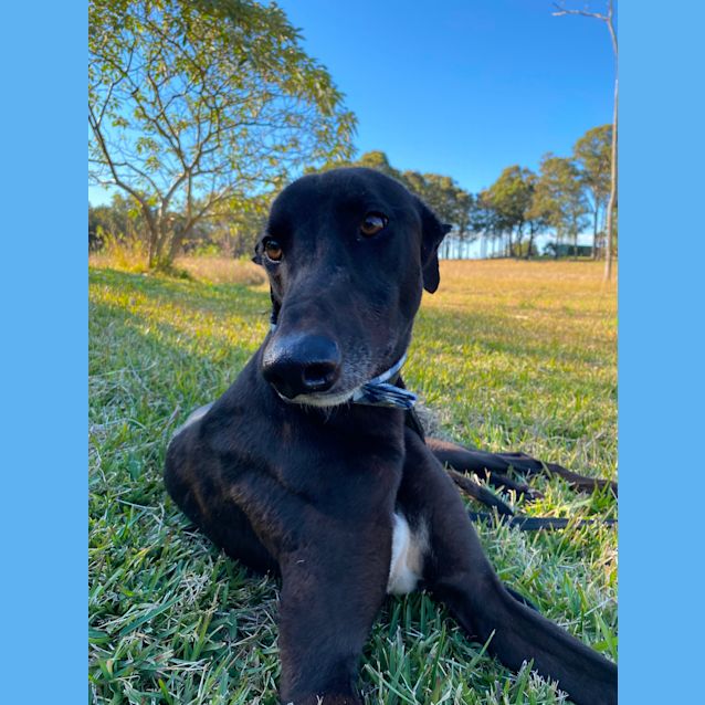 Photo of Bob ( Sir Bob To You!)