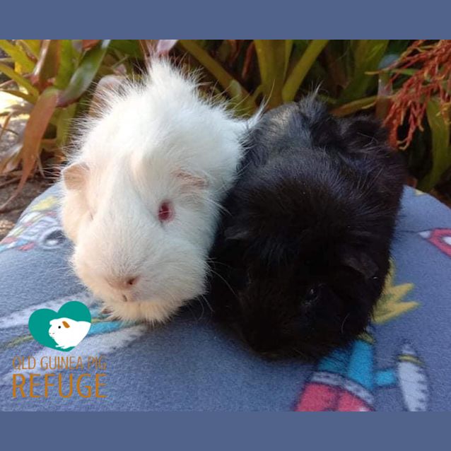 Photo of Salt And Pepper
