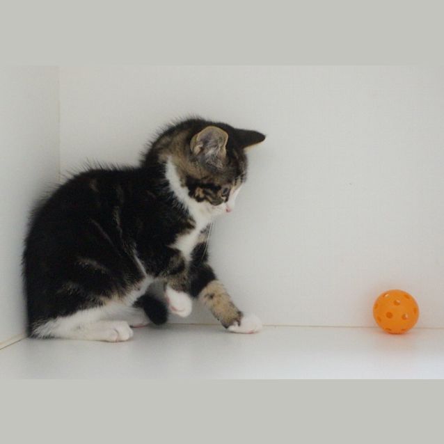 Photo of Marble