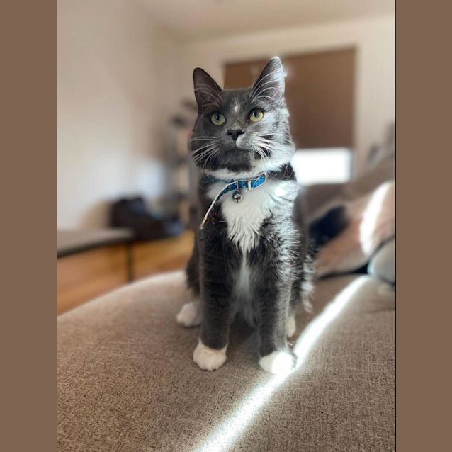 Photo of Nova