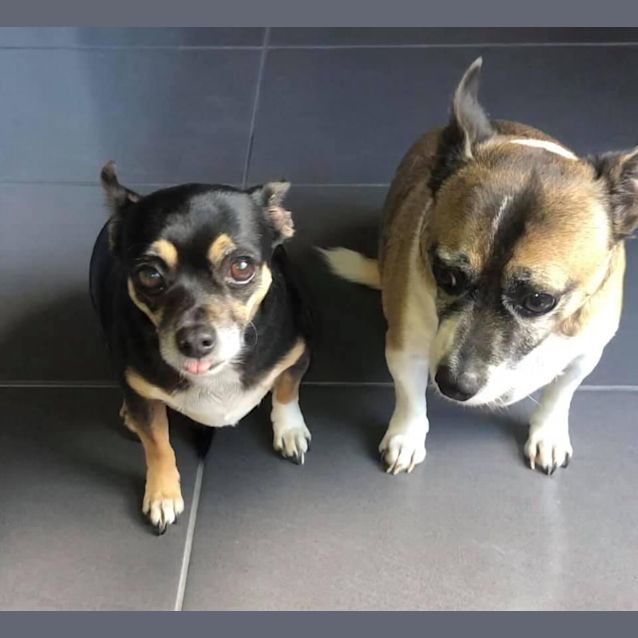 Photo of Vegas & Chino