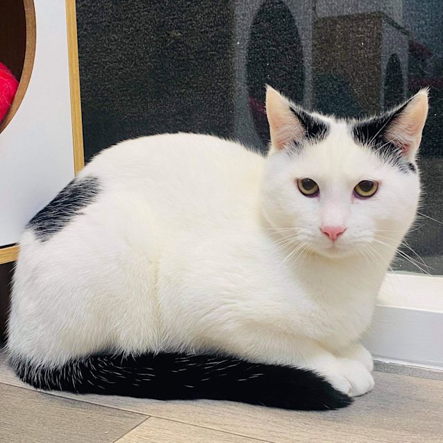 Photo of Neo & Morpheus   Located In Brunswick West