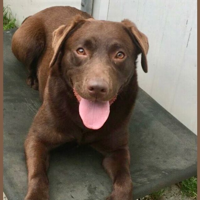 Photo of Milo 