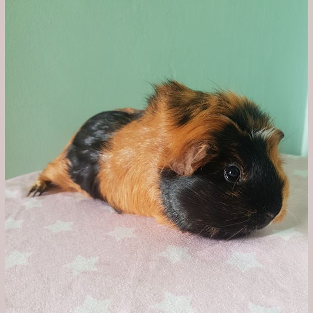 Photo of Rosie