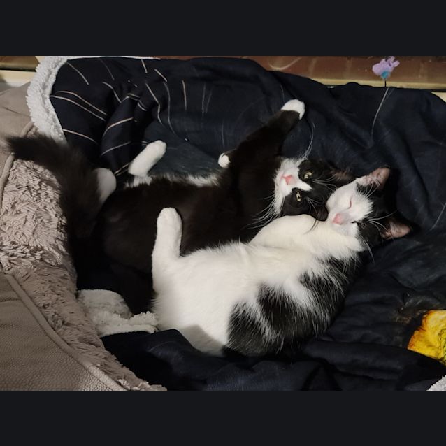 Photo of Benito And Tyson 