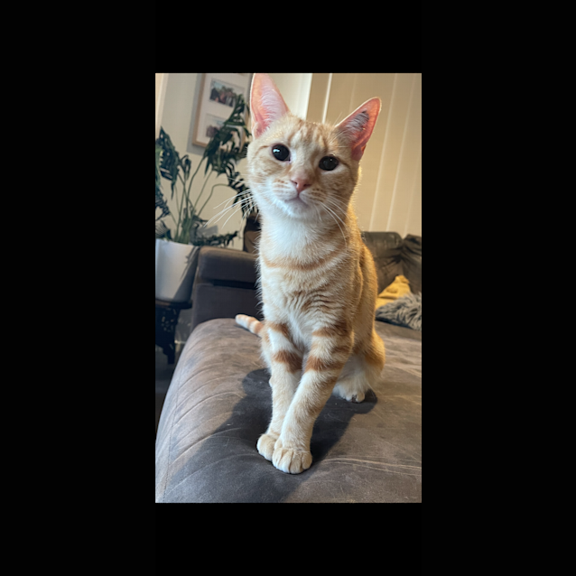 Photo of Buttercup