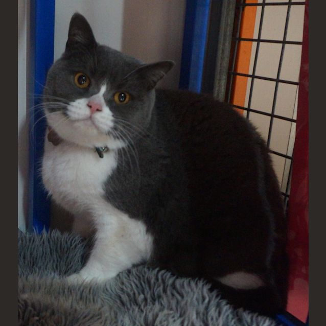Photo of Tuppence