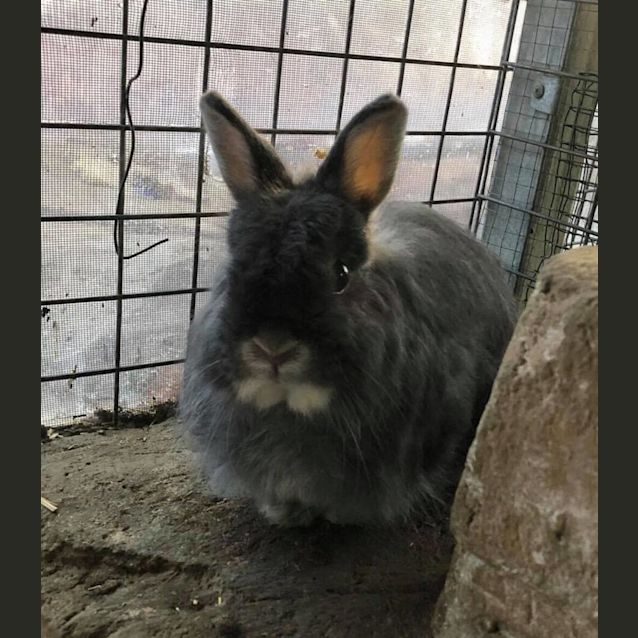 Photo of Bluey