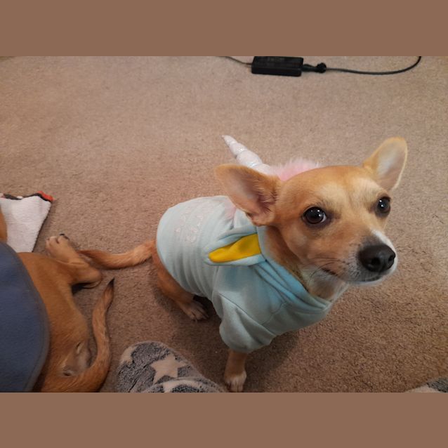 Photo of Charlie(2yr Chihuahua Cross)&Emma (29/08/21)