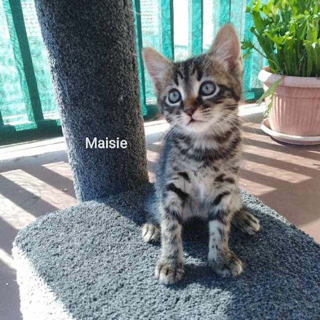 Photo of Kittens Waiting For You