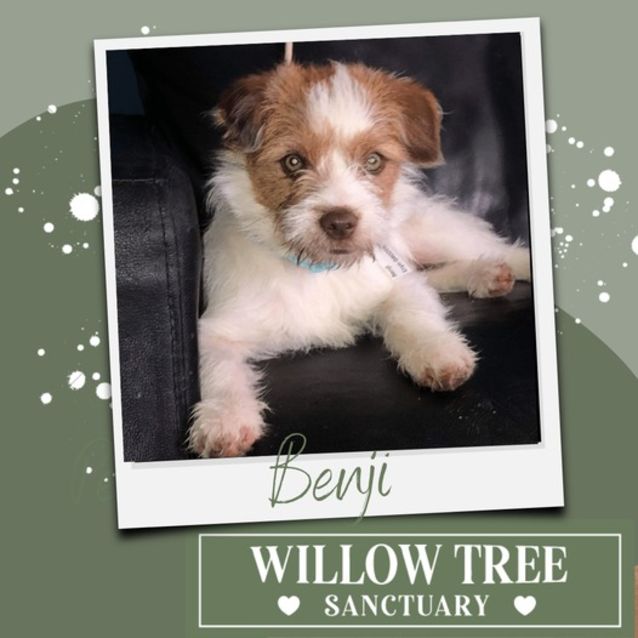 Benji - Small Male Fox Terrier x Tibetan Spaniel Mix Dog in QLD - PetRescue Benji - Small Male Fox Terrier x Tibetan Spaniel Mix Dog in QLD - PetRescue