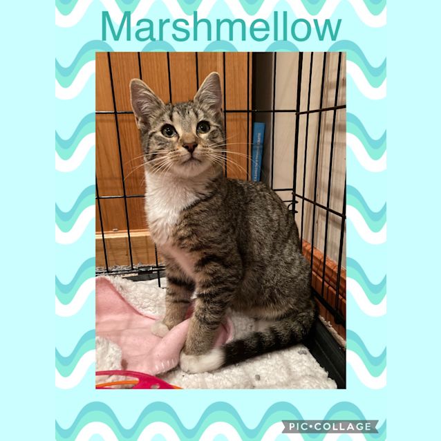 Photo of Marshmallow 