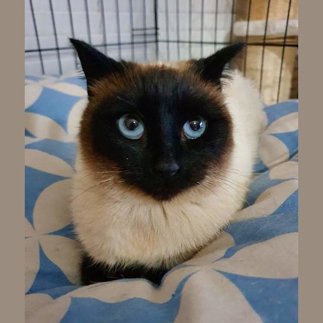 Photo of Saffie