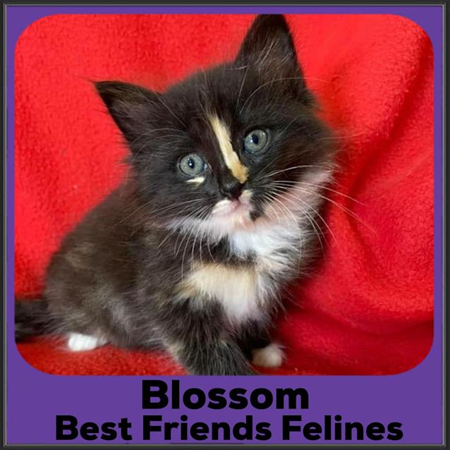 Photo of Blossom 