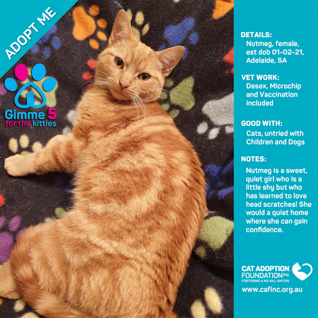 Photo of Nutmeg