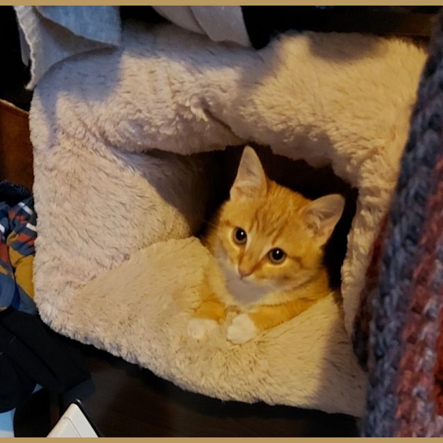 Photo of Spicy Pumpkin