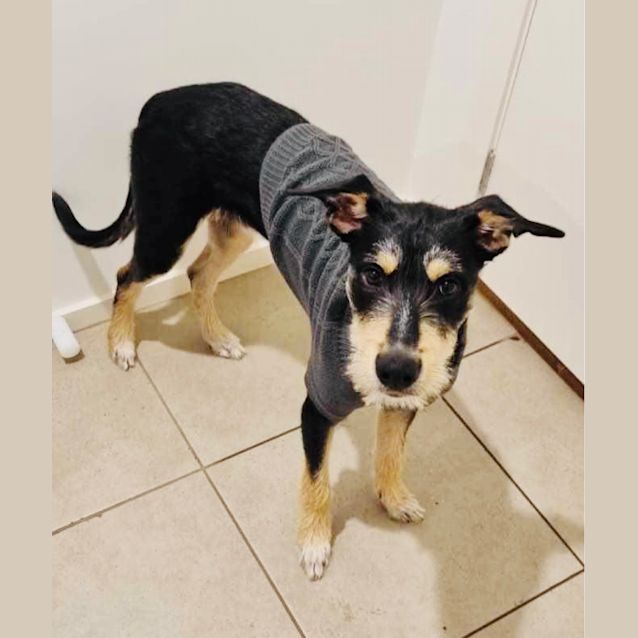 Photo of Dexter