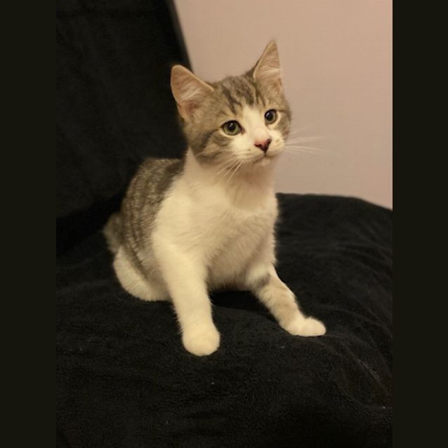 Photo of Kahlua