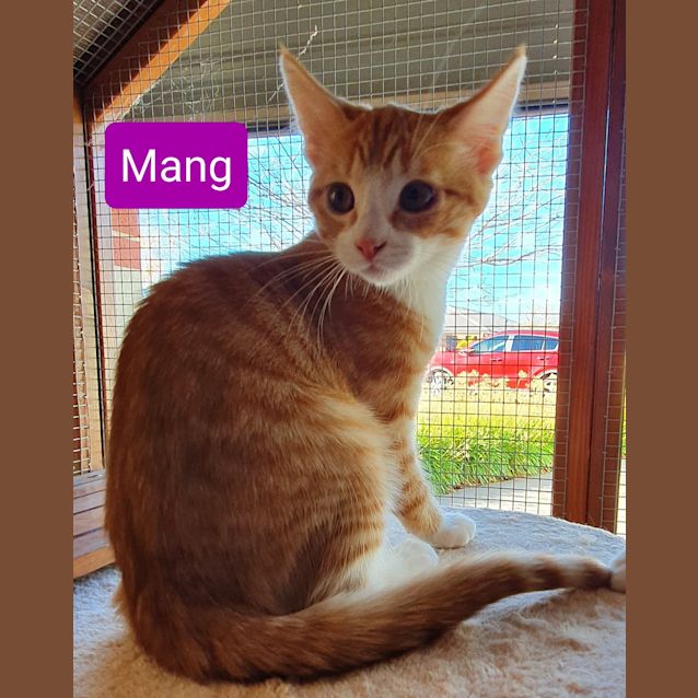 Photo of Mang