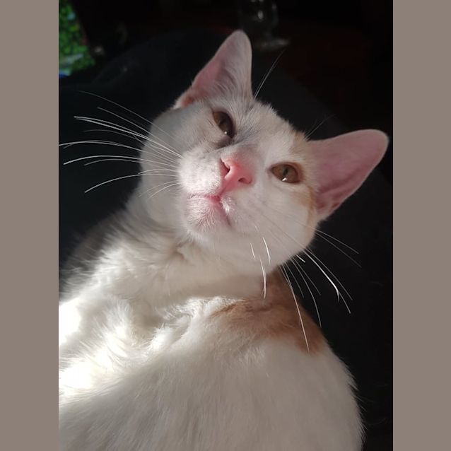 Photo of Chai