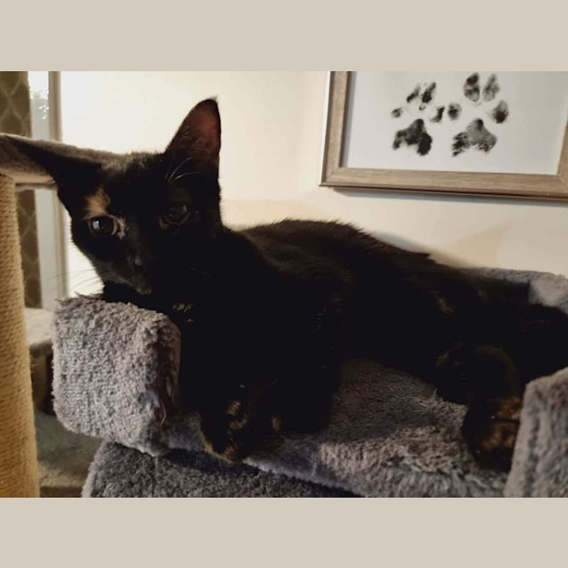 Photo of Licorice