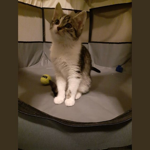 Photo of Sadie 