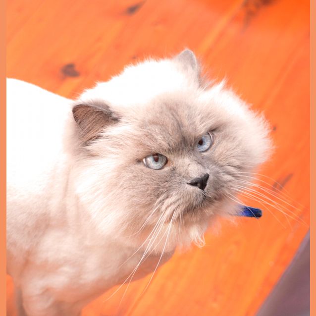 Photo of Valentino ~ 10 Yr Birman X ~ On Trial 24/7/21
