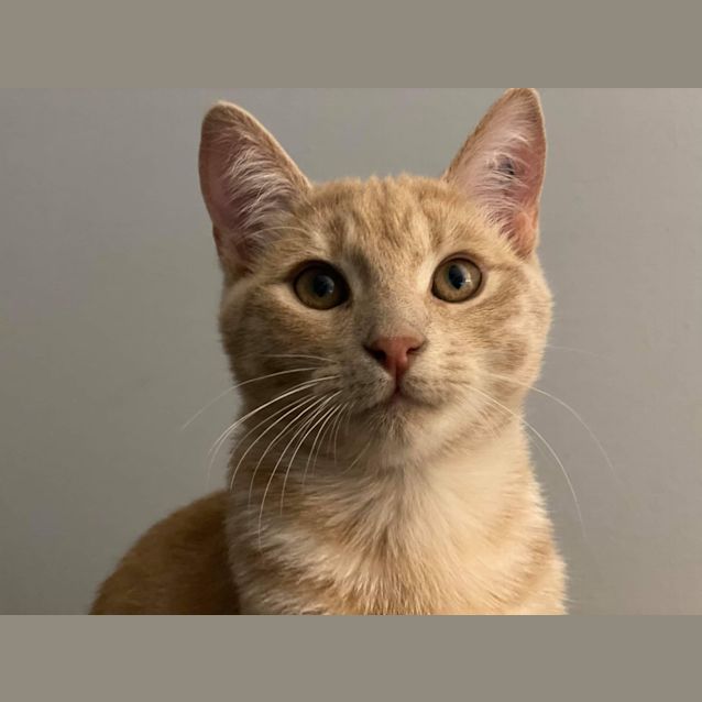 Photo of Freddy 🧡
