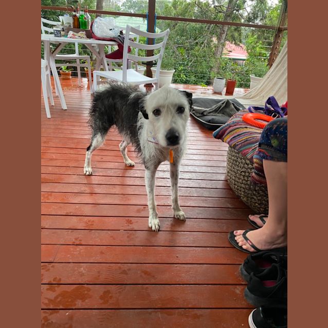 Photo of Frankie Girl 