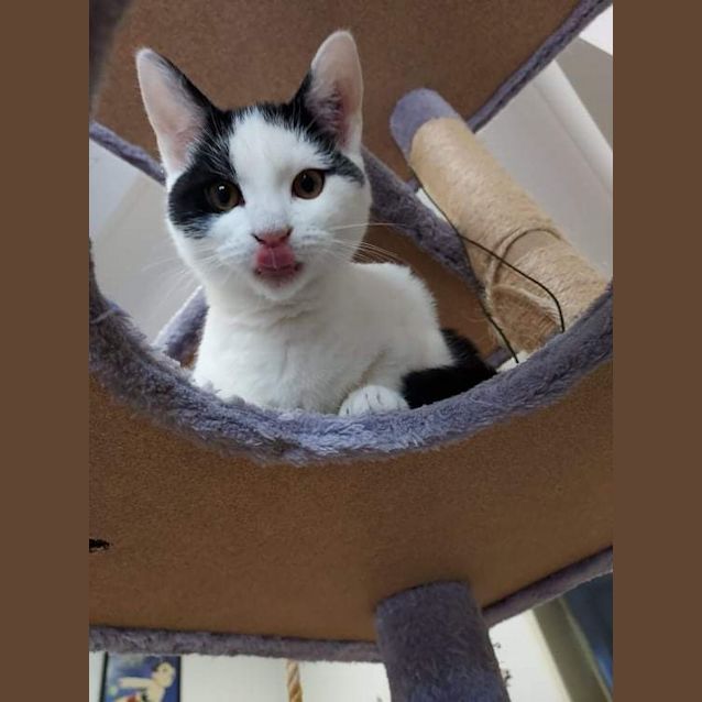 Photo of Pirate Pete