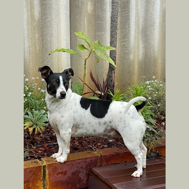 Photo of Rugby Dl2685