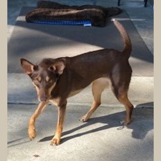 Photo of Nala ~ 2yr Old Australian Kelpie(on Trial 6/11/21)