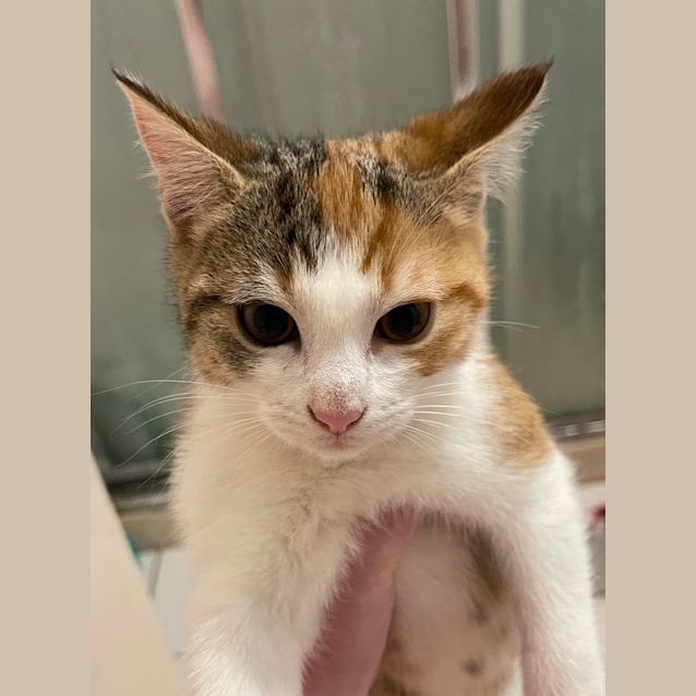 Photo of Rizzo